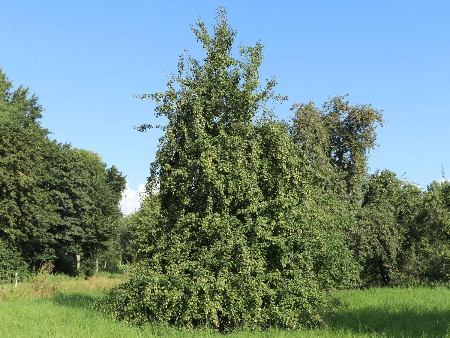 Winterbirne 'Novembra' ® / 'Nojabrskaja' 2 Winterbirne 'Novembra' ® / 'Nojabrskaja' – Bild 2