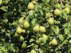 Winterbirne 'Novembra' ® / 'Nojabrskaja' 16 Winterbirne 'Novembra' ® / 'Nojabrskaja' -Angebote Wurzel Zeit Store winterbirne novembra nojabrskaja m045507 w 6