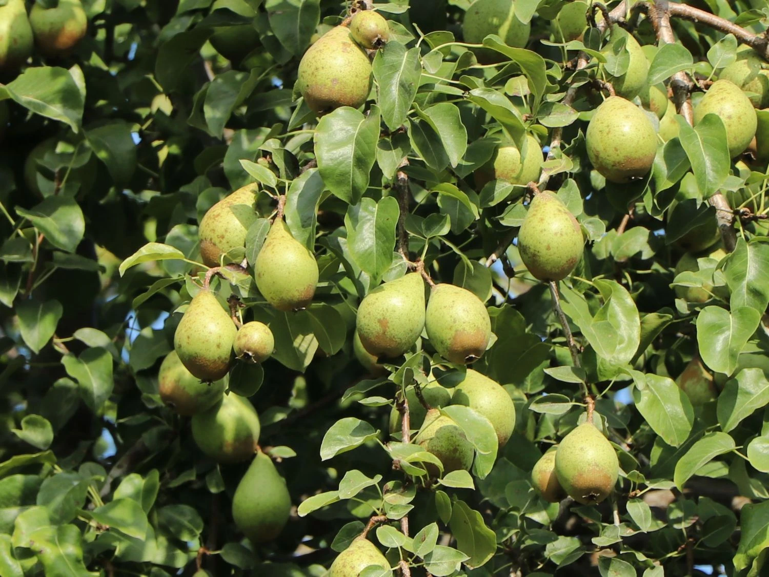 Winterbirne 'Novembra' ® / 'Nojabrskaja' 8 Winterbirne 'Novembra' ® / 'Nojabrskaja' – Bild 8