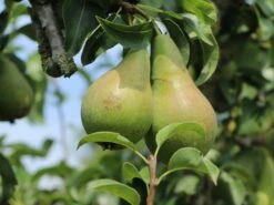 Winterbirne 'Vereinsdechantsbirne'