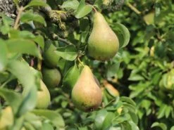 Winterbirne 'Vereinsdechantsbirne' -Angebote Wurzel Zeit Store winterbirne vereinsdechantsbirne m002608 w 0