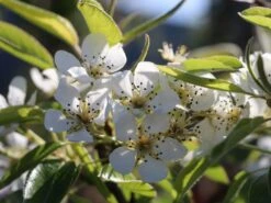 Winterbirne 'Vereinsdechantsbirne' -Angebote Wurzel Zeit Store winterbirne vereinsdechantsbirne m002608 w 2