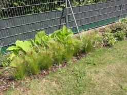 Zartes Federgras 'Ponytails' 23 Zartes Federgras 'Ponytails' -Angebote Wurzel Zeit Store zartes federgras pony tails m054229 581034 0