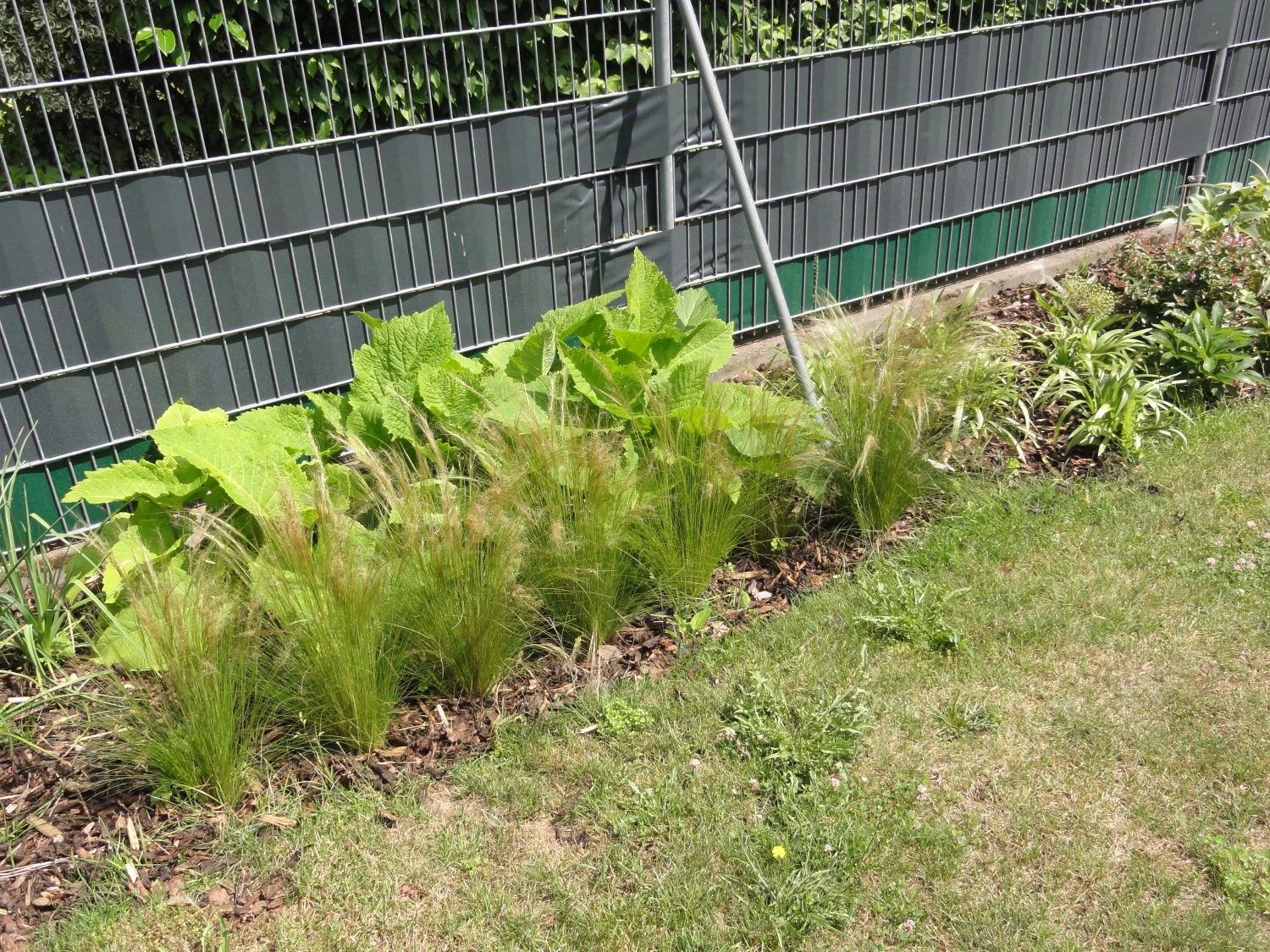 Zartes Federgras 'Ponytails' 12 Zartes Federgras 'Ponytails' – Bild 12