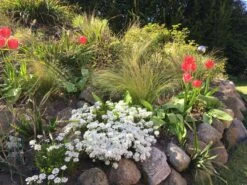 Zartes Federgras 'Ponytails' 22 Zartes Federgras 'Ponytails' -Angebote Wurzel Zeit Store zartes federgras ponytails m054229 745774 0