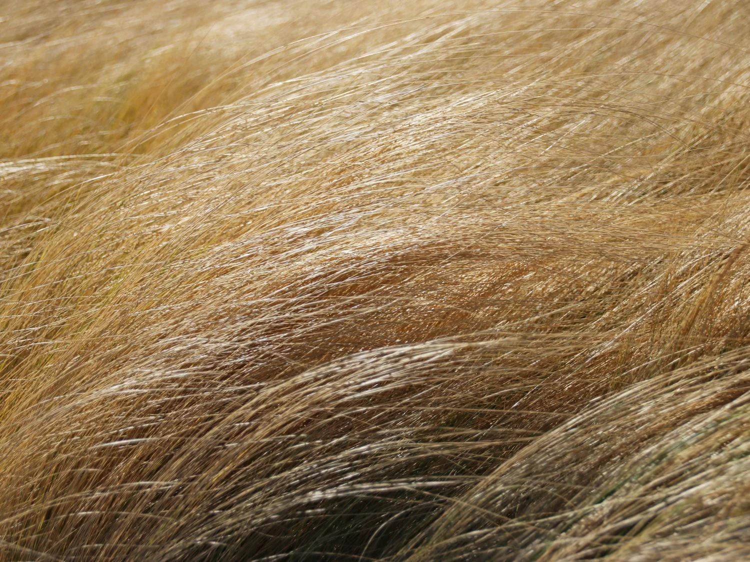 Zartes Federgras 'Ponytails' 4 Zartes Federgras 'Ponytails' – Bild 4