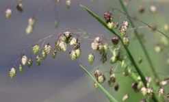 Zittergras -Angebote Wurzel Zeit Store zittergras m011224 w 0