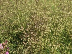 Zittergras -Angebote Wurzel Zeit Store zittergras m011224 w 1