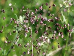 Zittergras -Angebote Wurzel Zeit Store zittergras m011224 w 2