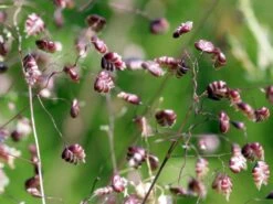 Zittergras -Angebote Wurzel Zeit Store zittergras m011224 w 3