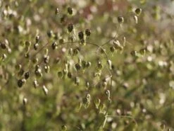 Zittergras -Angebote Wurzel Zeit Store zittergras m011224 w 4