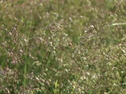 Zittergras -Angebote Wurzel Zeit Store zittergras m011224 w 5