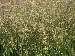 Zittergras -Angebote Wurzel Zeit Store zittergras m011224 w 6