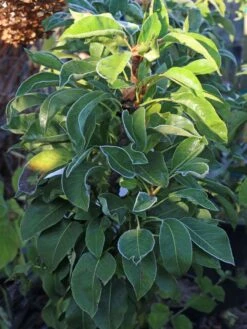 Zwerg-Birne 'Helenchen' -Angebote Wurzel Zeit Store zwerg birne helenchen m113913 w 0