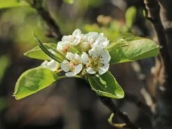 Zwerg-Birne 'Helenchen' -Angebote Wurzel Zeit Store zwerg birne helenchen m113913 w 1