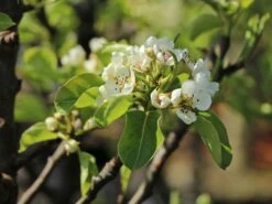 Zwerg-Birne 'Helenchen' -Angebote Wurzel Zeit Store zwerg birne helenchen m113913 w 2