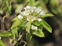 Zwerg-Birne 'Helenchen' -Angebote Wurzel Zeit Store zwerg birne helenchen m113913 w 3