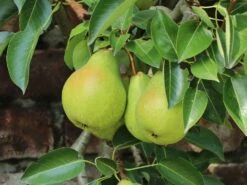 Zwerg-Birne 'Helenchen' -Angebote Wurzel Zeit Store zwerg birne helenchen m113913 w 4