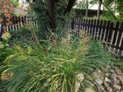 Zwerg-Chinaschilf 'Adagio' -Angebote Wurzel Zeit Store zwerg chinaschilf adagio m117387 551380 0