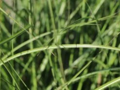 Zwerg-Chinaschilf 'Adagio' -Angebote Wurzel Zeit Store zwerg chinaschilf adagio m117387 w 0