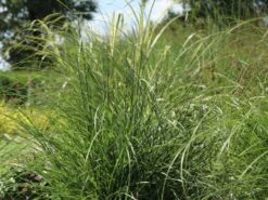 Zwerg-Chinaschilf 'Adagio' -Angebote Wurzel Zeit Store zwerg chinaschilf adagio m117387 w 1