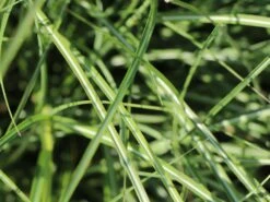 Zwerg-Chinaschilf 'Adagio' -Angebote Wurzel Zeit Store zwerg chinaschilf adagio m117387 w 2