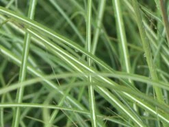 Zwerg-Chinaschilf 'Adagio' -Angebote Wurzel Zeit Store zwerg chinaschilf adagio m117387 w 4