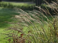 Zwerg-Chinaschilf 'Adagio' -Angebote Wurzel Zeit Store zwerg chinaschilf adagio m117387 w 5