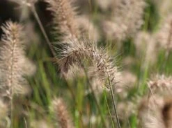 Zwerg-Federborstengras 'Little Bunny' -Angebote Wurzel Zeit Store zwerg federborstengras little bunny m010774 w 1