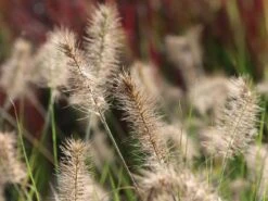 Zwerg-Federborstengras 'Little Bunny' -Angebote Wurzel Zeit Store zwerg federborstengras little bunny m010774 w 2