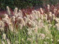 Zwerg-Federborstengras 'Little Bunny' -Angebote Wurzel Zeit Store zwerg federborstengras little bunny m010774 w 3