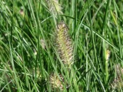 Zwerg-Federborstengras 'Little Bunny' -Angebote Wurzel Zeit Store zwerg federborstengras little bunny m010774 w 5