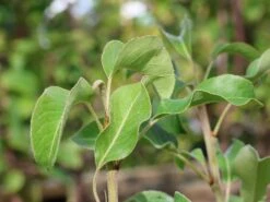 Zwergbirne 'Luisa' -Angebote Wurzel Zeit Store zwergbirne luisa m124491 w 1