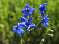 Zwergiger Rittersporn 'Butterfly'