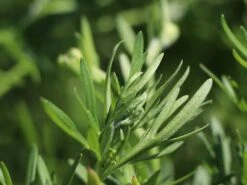 Zwergiger Rittersporn 'Butterfly' -Angebote Wurzel Zeit Store zwergiger rittersporn butterfly m012366 w 1