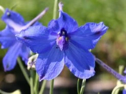 Zwergiger Rittersporn 'Butterfly' -Angebote Wurzel Zeit Store zwergiger rittersporn butterfly m012366 w 2